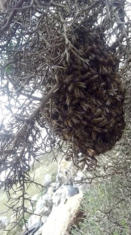 A bee swarm, one hour after leaving the mother colony, exposed to the elements and predators..jpg
